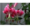 Лилия Специосум Учида (Speciosum rubrum (uchida) Редкая!